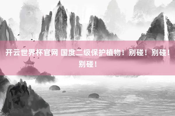 開云世界杯官網(wǎng) 國度二級保護植物!別碰!別碰!別碰!